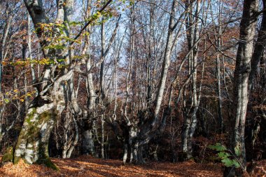 Sonbaharda dağlarda bir orman. Çok güzel renkler ve dökülen yapraklardan bir halı. Devrilmiş ağaçlar ve eğrelti otları.
