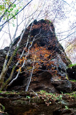 Sonbaharda dağlarda bir orman. Çok güzel renkler ve dökülen yapraklardan bir halı. Devrilmiş ağaçlar ve eğrelti otları.