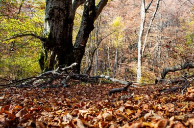 Sonbaharda dağlarda bir orman. Çok güzel renkler ve dökülen yapraklardan bir halı. Devrilmiş ağaçlar ve eğrelti otları.
