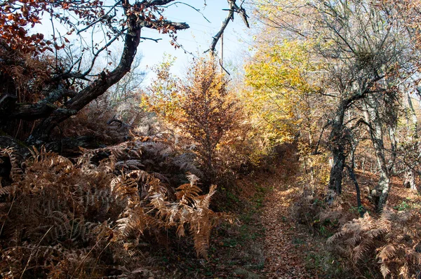 Δάσος Στα Βουνά Φθινόπωρο Πολύ Ωραία Χρώματα Και Ένα Χαλί — Φωτογραφία Αρχείου