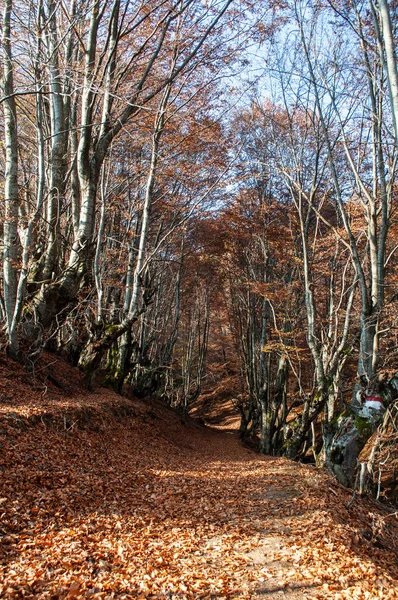 Les Horách Podzim Velmi Pěkné Barvy Koberec Spadlého Listí Padlé — Stock fotografie