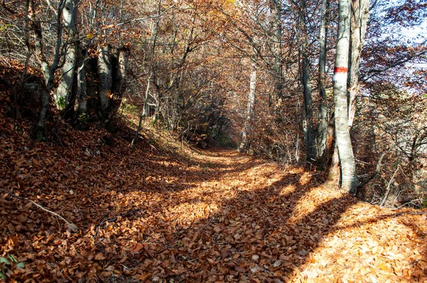 Erdő Hegyekben Ősszel Nagyon Szép Színek Egy Szőnyeg Lehullott Levelek — Stock Fotó