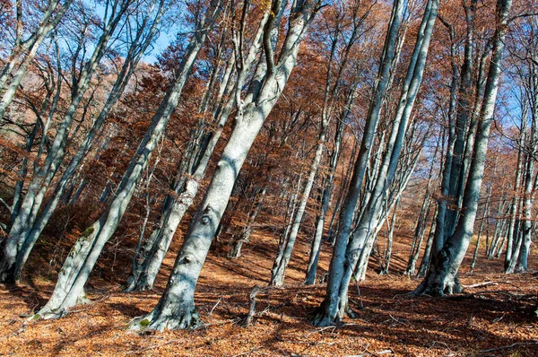 Δάσος Στα Βουνά Φθινόπωρο Πολύ Ωραία Χρώματα Και Ένα Χαλί — Φωτογραφία Αρχείου