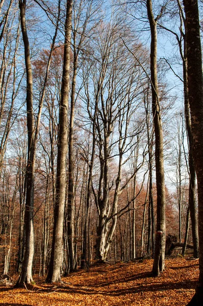 Les Horách Podzim Velmi Pěkné Barvy Koberec Spadlého Listí Padlé — Stock fotografie