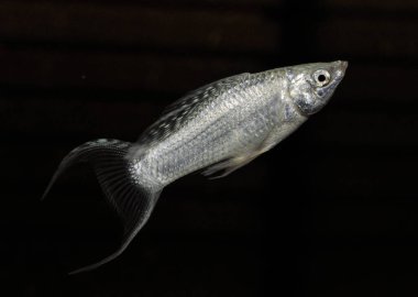 Tatlı su akvaryumunda Gümüş Balık Molly (Poecilia Sphenops)