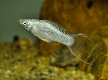 Tatlı su akvaryumunda Gümüş Balık Molly (Poecilia Sphenops)