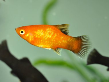 Platy (Xiphophorus maculatus) tatlı su akvaryumunda yüzer