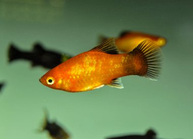 Platy (Xiphophorus maculatus) tatlı su akvaryumunda yüzer