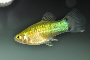 Platy (Xiphophorus maculatus) tatlı su akvaryumunda yüzer