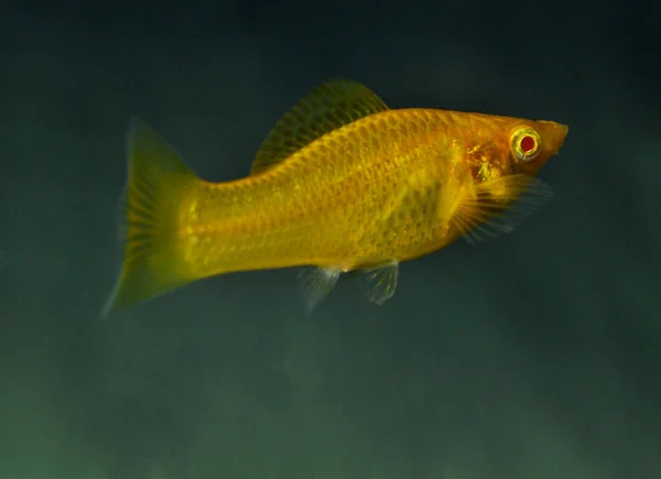 Fish Golden Molly Poecilia Sphenops Acuario Agua Dulce — Foto de Stock