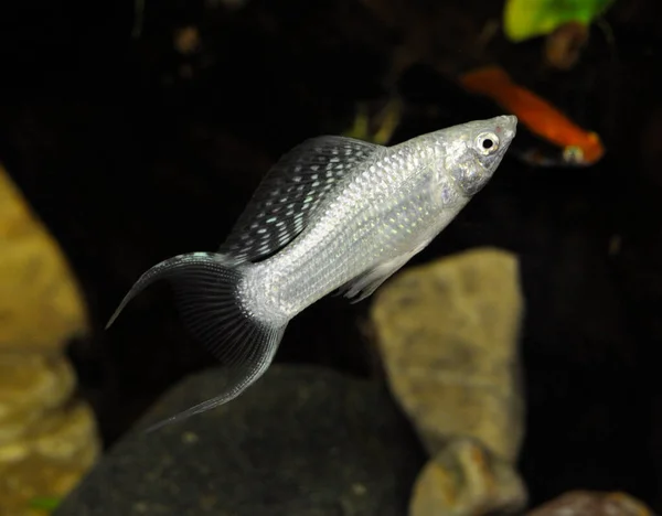 Рыба Серебряная Молли Poecilia Sphenops Пресноводном Аквариуме — стоковое фото