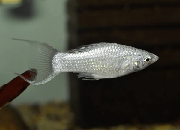 Peixe Prata Molly Poecilia Sphenops Aquário Água Doce — Fotografia de Stock