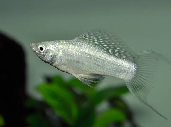 Риба Срібна Моллі Poecilia Sphenops Прісноводному Акваріумі — стокове фото