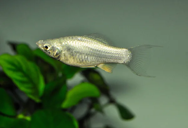 Peixe Prata Molly Poecilia Sphenops Aquário Água Doce — Fotografia de Stock