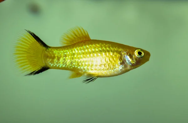 Platy Xiphophorus Maculatus Schwimmt Süßwasseraquarium — Stockfoto