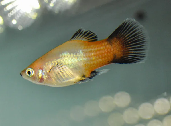 Platy Xiphophorus Maculatus Nadando Aquário Água Doce — Fotografia de Stock