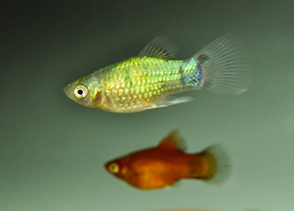 Platy Xiphophorus Maculatus Úszás Édesvízi Akváriumban — Stock Fotó