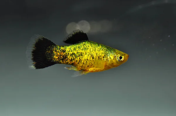 Platy Xiphophorus Maculatus Nadando Aquário Água Doce — Fotografia de Stock