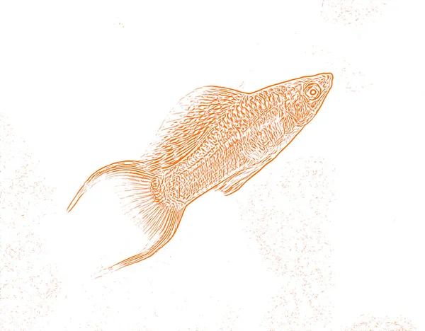Fish Silver Molly Poecilia Sphenops Freshwater Aquarium Sketch Digitaly Manipulated — Stock Photo, Image