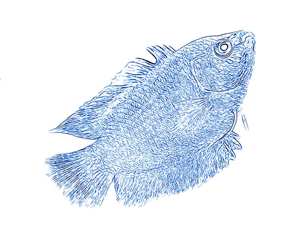 Fish Swim Tropical Aquarium Digitally Illustrated Colored Dwarf Gourami Colisa — Stock Photo, Image
