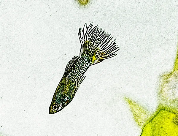 鱼在热带水族馆里游泳 数字图解和彩色 Guppy Poecilia Reticulata 又称彩虹鱼 是世界上分布最广的热带鱼之一 — 图库照片