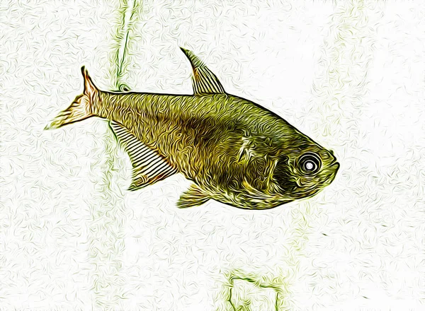 鱼在热带水族馆里游泳 数字图解和彩色 Serpae Tetra在淡水水族馆游泳 — 图库照片