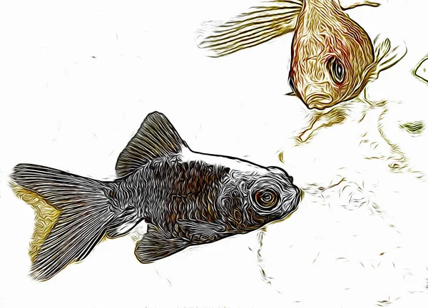 鱼在热带水族馆里游泳 数字图解和彩色 淡水水族馆中的金鱼望远镜 Carassius Auratus — 图库照片