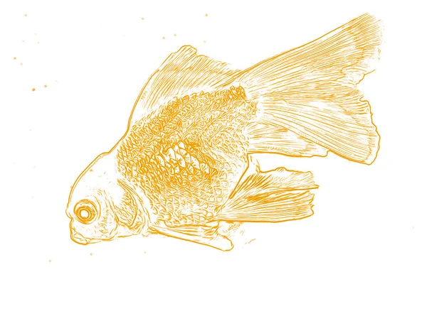 鱼在热带水族馆里游泳 数字图解和彩色 水族馆中的金鱼 Carassius Auratus — 图库照片