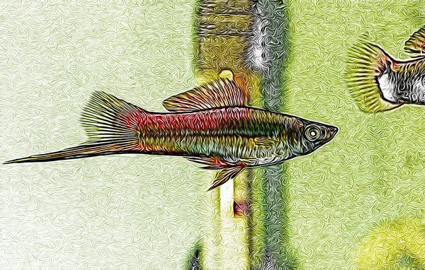 Xiphophorus Hellerii Coda Spada Una Specie Pesci Acqua Dolce Della — Foto Stock