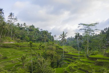 08-10-2018, Tegallalang pirinç terasları, Gianyar Regency, Bali, ın