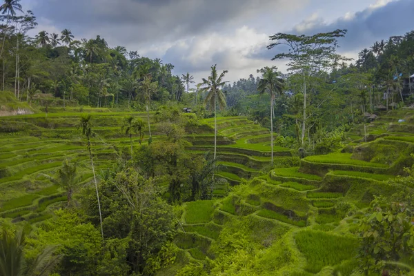 stock image 08-10-2018, Tegallalang Rice Terraces, Gianyar Regency, Bali, In