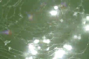 güneş ışığı altında örümcek ağı