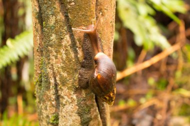 Dumagette, Negros, Filipinler - 06 Şubat 2018: salyangoz.