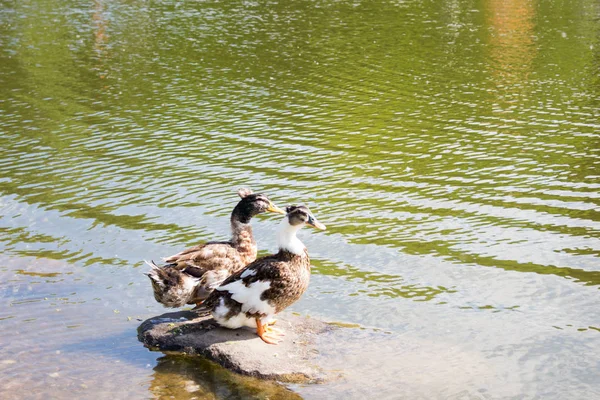 Enten Einem Teich Nördlichen Park Von Chabarowsk — Stockfoto