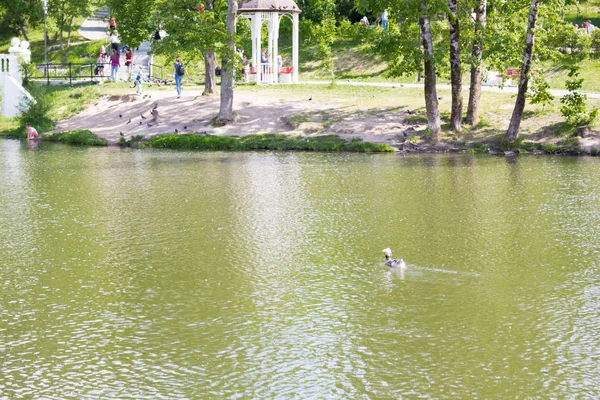 Patos Uma Lagoa Parque Norte Khabarovsk — Fotografia de Stock