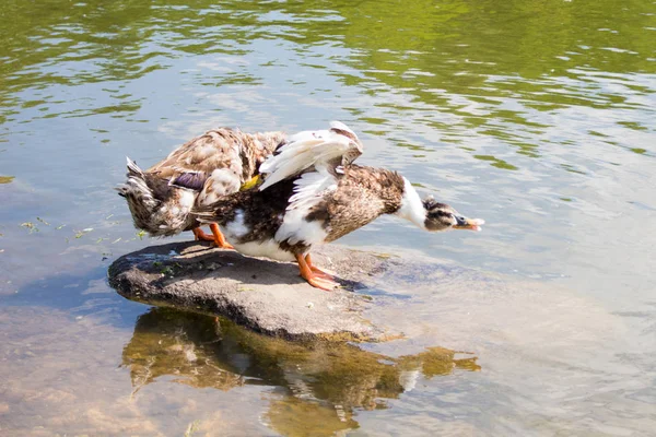 Patos Estanque Parque Del Norte Jabárovsk — Foto de Stock