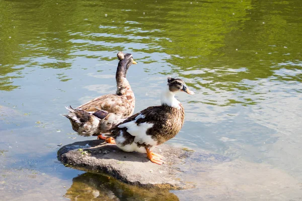 Habarovsk Kuzey Park Gölde Ördekler — Stok fotoğraf