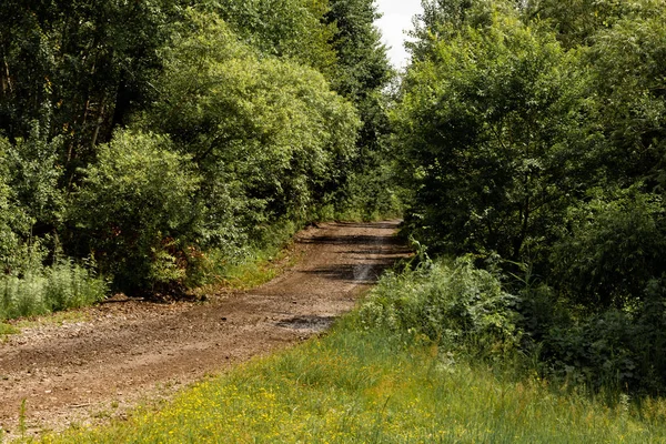 Route forestière pittoresque — Photo