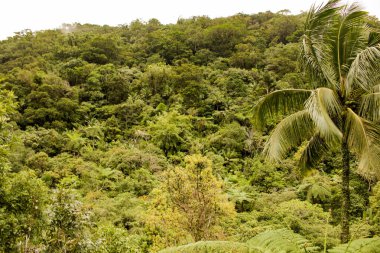 Negros Adası dağlardaki üstünde olan iki özdeş dağ gölleri. Sis.