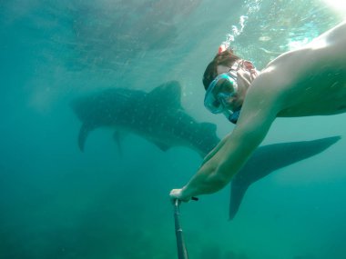 Büyük balina köpekbalıklarıyla dalış yüzme. Eğlence Oslob şehir Cebu Adası Filipinler Tarih alanında turistler için.