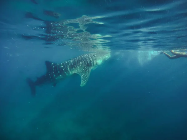 Zwemmen Snorkelen Met Grote Walvis Haaien Vermaak Voor Toeristen Het — Stockfoto