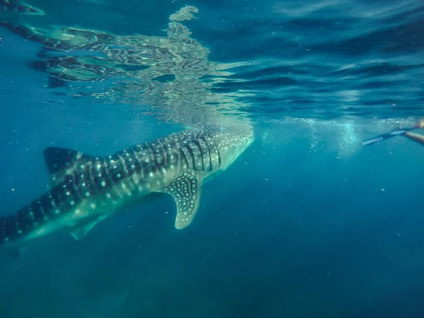 Zwemmen Snorkelen Met Grote Walvis Haaien Vermaak Voor Toeristen Het — Stockfoto