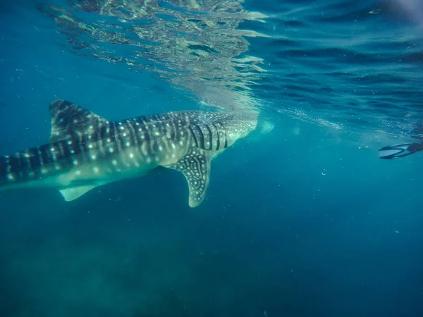 Nadar Snorkel Com Grandes Tubarões Baleia Entretenimento Para Turistas Área — Fotografia de Stock