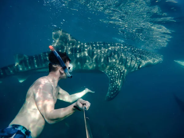 Úszás Snorkeling Nagy Bálna Cápák Szórakozás Turisták Számára Város Oslob — Stock Fotó