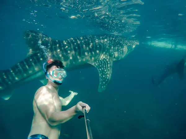 Úszás Snorkeling Nagy Bálna Cápák Szórakozás Turisták Számára Város Oslob — Stock Fotó