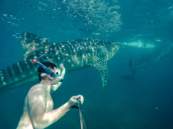 Úszás Snorkeling Nagy Bálna Cápák Szórakozás Turisták Számára Város Oslob — Stock Fotó