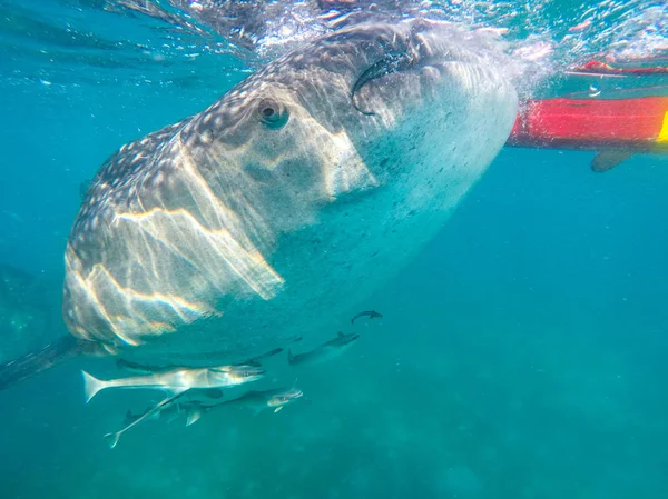 Nadar Snorkel Com Grandes Tubarões Baleia Entretenimento Para Turistas Área — Fotografia de Stock