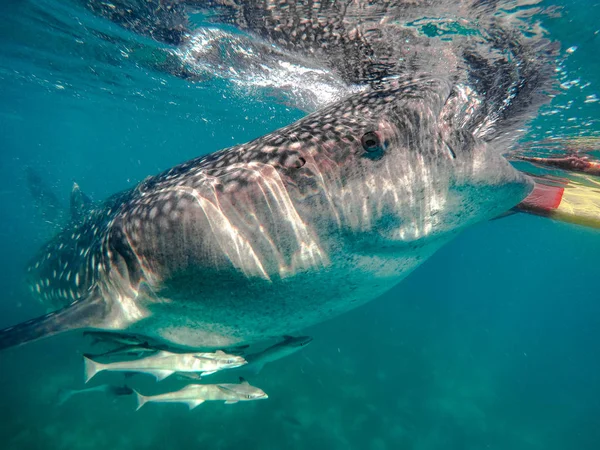 Nadar Snorkel Com Grandes Tubarões Baleia Entretenimento Para Turistas Área — Fotografia de Stock