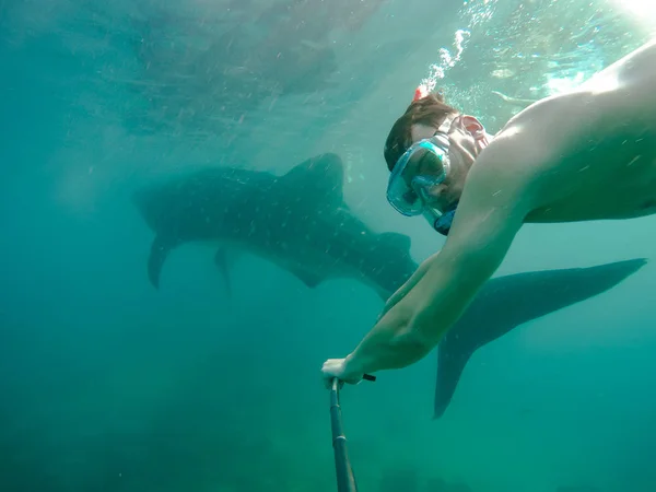 Úszás Snorkeling Nagy Bálna Cápák Szórakozás Turisták Számára Város Oslob — Stock Fotó