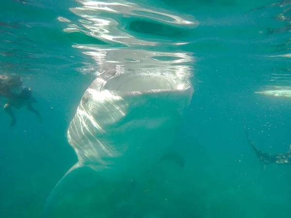 Nadar Snorkel Com Grandes Tubarões Baleia Entretenimento Para Turistas Área — Fotografia de Stock